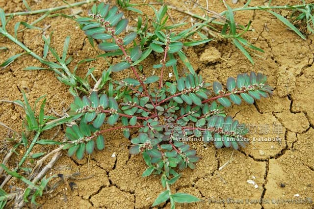 Medicinal Plant Images Database - Detail Page